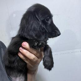 Nicole girl 2 - Black female Dachshund puppy in Bigfork, Minnesota from Dachshunds Up North