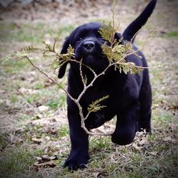 Labrador Retriever Puppies from R Little Retrievers