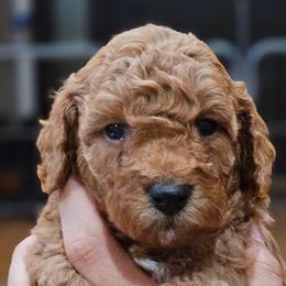 Cinder - Red female Cavapoo puppy in Glendale, Arizona from Cool Cavapoos