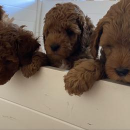 Goldendoodle puppies from Simply Mini Goldendoodles