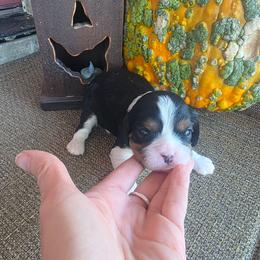 Ace - Tri-color male Cavalier King Charles Spaniel puppy in Springfield, Missouri from Caney Mountain Cavaliers LLC