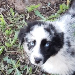 Guinness - Blue merle Australian Shepherd puppy in Nezperce, Idaho from Willow Creek Farm