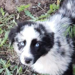 Guinness - Blue merle Australian Shepherd puppy in Nezperce, Idaho from Willow Creek Farm