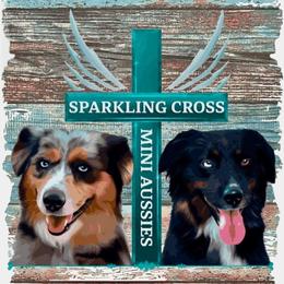Cupcake - Red merle female Miniature American Shepherd puppy in Milton Freewater, Oregon from Sparkling Cross Toy & Mini Aussies