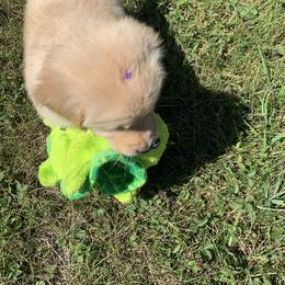 Golden Retriever Puppies from Lake Champlain Goldens