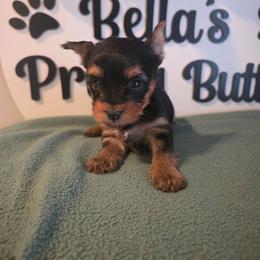 Doc - Black and tan male Yorkshire Terrier puppy in Clermont, Florida from Bella's Prissy Butts