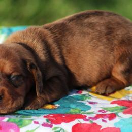 Elena - Dapple female Dachshund puppy in Greenup, Kentucky from Tygart Creek Dachshunds