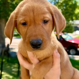Francis - Yellow male Labrador Retriever puppy in Great Falls, Montana from Yogo Point Kennels