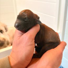 Boy 2 - Wheaten male Soft Coated Wheaten Terrier puppy in Fowler, Ohio from Warzalas wheatens