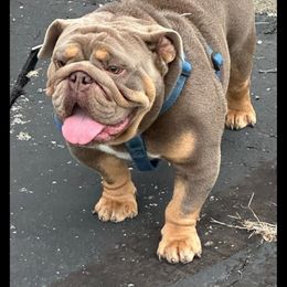 Bruno - Bulldog