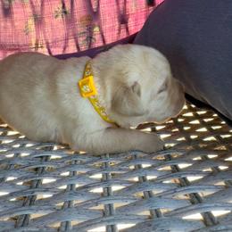 Lemon - Yellow female Labrador Retriever puppy in Marietta, South Carolina from Trust in the Lord Labradors