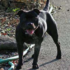 Staffordshire Bull Terriers from Ciera Staffords