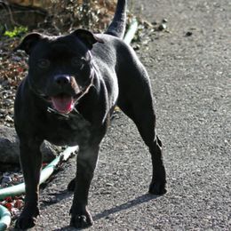 Staffordshire Bull Terriers from Ciera Staffords