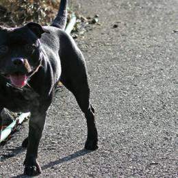 Staffordshire Bull Terriers from Ciera Staffords
