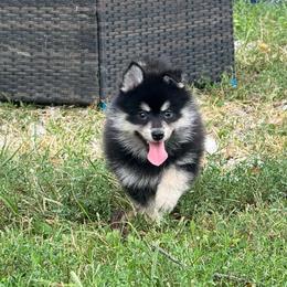 Yorick - Tri-color male Pomsky puppy in Boonville, Indiana from Elysian Pomskies