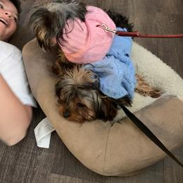 Yorkshire Terrier Puppies from Missy Lu Lap Puppies