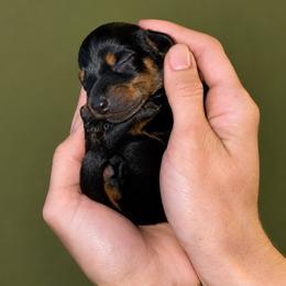 Delilah - Black and tan female Dachshund puppy in Augusta, Georgia from Cherokee Hill Dachshunds