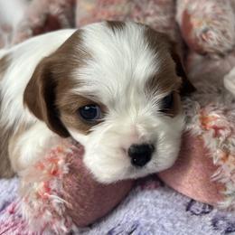 Roxy - AKC - Blenheim female Cavalier King Charles Spaniel puppy in Mc Louth, Kansas from Harmony Valley Cavaliers & Havanese