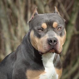 Atari - American Bully