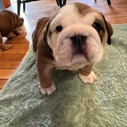 Bulldog Puppies from K&D Bulldogs