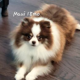 Maui - Pomeranian
