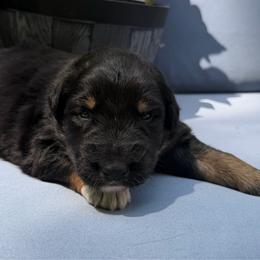 Tequila - Black tri-color male Australian Shepherd puppy in Tuftonboro, New Hampshire from Aussies Edge Farm