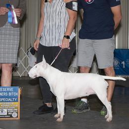 Bull Terrier puppies from Forever Young Bull Terriers
