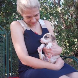 Kenny - White and red male Whippet puppy in New Port Richey, Florida from Trezlar Whippets