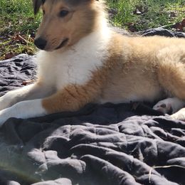 Collie Puppies from Critter cottage