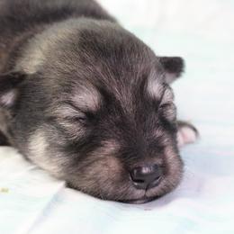 Sylva - Orange - Agouti and white female Alaskan Malamute puppy in Independence, Virginia from New River Valley Malamutes