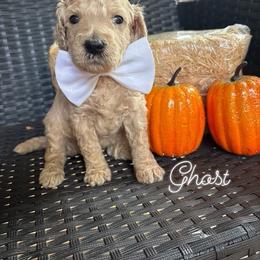 Ghost 1,605 AKC Standard Poodle - Cream male Poodle puppy in Conway, Arkansas from Arkansas River Poodles