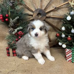 Blue Merle Male - Blue merle male Miniature American Shepherd puppy in Cowlitz County, Washington from Pleasant Woods Miniature American Shepherds