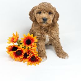 Kurt - Red  male Goldendoodle puppy in Davison, Michigan from Dreaming Doodles