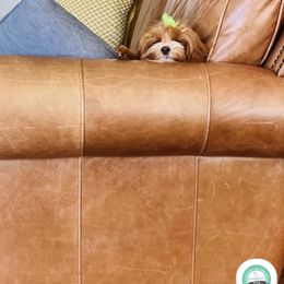 Aussiedoodles, Bernedoodles, Cavapoos, Goldendoodles, and Poodles from Huckadoodle Farm