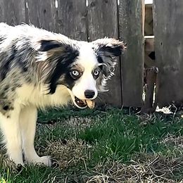 Miniature Australian Shepherds and Toy Australian Shepherds from Donna's Toy & Mini Aussies