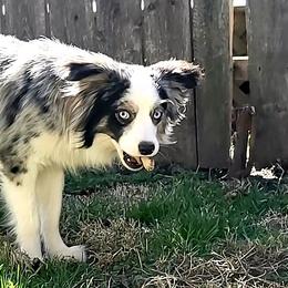 Miniature Australian Shepherds and Toy Australian Shepherds from Donna's Toy & Mini Aussies