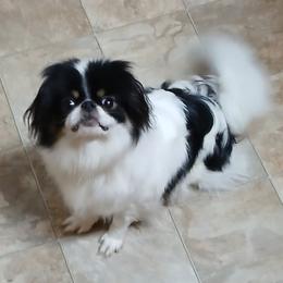Betty - Japanese Chin