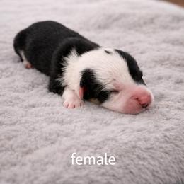 Spot - White and black female Pembroke Welsh Corgi puppy in Wyoming from Maria's Pembroke Welsh Corgis