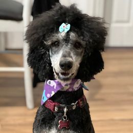 Presley - Poodle