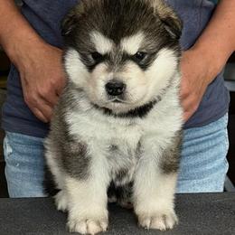 Boy 2 - male Alaskan Malamute puppy in Hastings, Michigan from Powerpaw Alaskan Malamutes