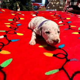 Girl 5 - White and liver brown Dalmatian puppy in Elko, Nevada from Knotts Dalmatians