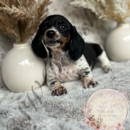 Dachshund Puppies from CSW Dachshunds