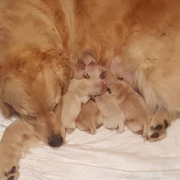Dogue de Bordeaux and Golden Retriever Puppies from CLC Kennels