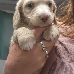Blue - Cream male Dachshund puppy in Anaconda, Montana from Williams Family Dachshunds