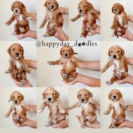 Goldendoodle Puppies from Happy Day Doodles