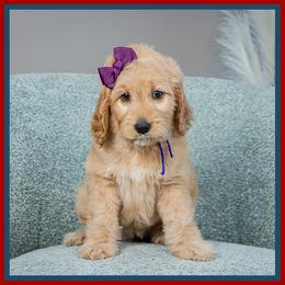 Penny - Red  female Goldendoodle puppy in Connersville, Indiana from Deaz Doodle Ranch