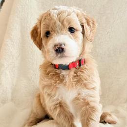 Red Collar Boy - Cream male Double Doodle puppy in Clarks Hill, South Carolina from Rosie’s Double Doodles