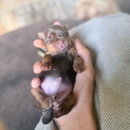Puppy 5 - Chocolate and tan female Yorkshire Terrier puppy in Kissimmee, Florida from The Yorkie House