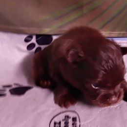 Cherokee pup 4 - Chocolate female Pomeranian puppy in Carrollton, Georgia from B AND R'S POMERANIAN'S