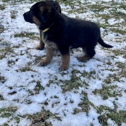German Shepherd Puppies from MK German Shepherds LLC
